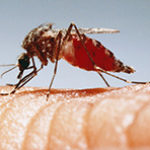 Эпидемиологи предупреждают о надвигающейся на мир эпидемии малярии