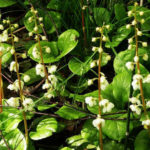 Применение боровой матки