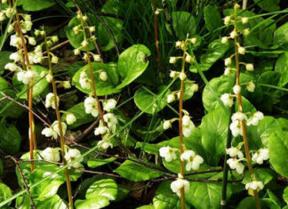 Применение боровой матки