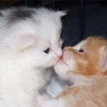 Почему возникает чувство любви