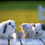 Домашние животные помогают справиться со стрессом