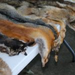 Выбираем шкурки для мехового производства