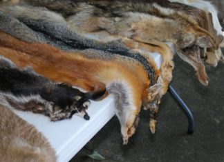 Выбираем шкурки для мехового производства