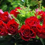 На что обратить внимание при выборе роз?