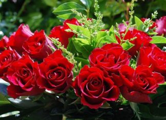 На что обратить внимание при выборе роз?