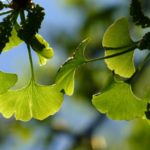 Полезные свойства гинкго билоба