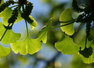 Полезные свойства гинкго билоба