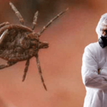 Уничтожение клещей с гарантией