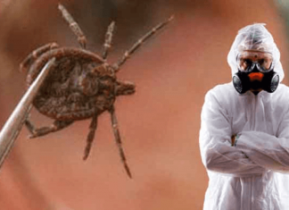 Уничтожение клещей с гарантией