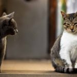 В каком возрасте кастрировать кота?