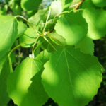 Виды тополя: особенности каждого вида