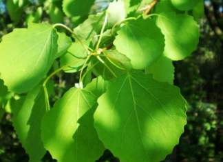 Виды тополя: особенности каждого вида