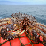 Экспортные цены на российских крабов выросли почти в два раза