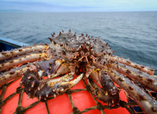 Экспортные цены на российских крабов выросли почти в два раза