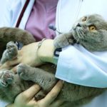 Лапароскопия кошки: нюансы процедуры