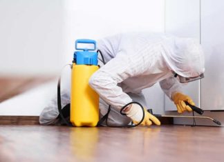 Служба дезинфекции в Москве: как разбираться с вредителями