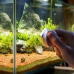 Большой аквариум: как правильно ухаживать