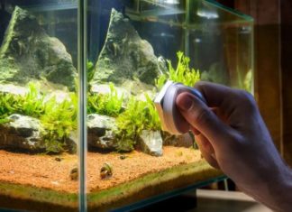 Большой аквариум: как правильно ухаживать