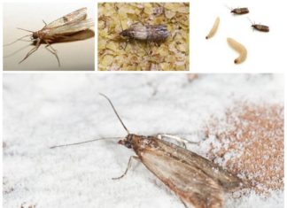 Избавьтесь от моли раз и навсегда с Марафет