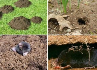 Геосетка от кротов: эффективный способ борьбы с кротами