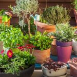 Советы по выбору горшков для цветов