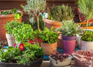 Советы по выбору горшков для цветов