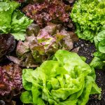 Как выбирать салатную рассаду: виды салатов