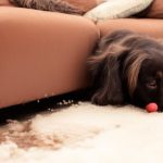 Как избавиться от запаха собачьей мочи: новые методы, проверенные средства и советы