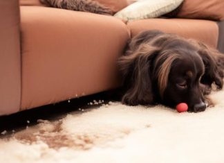 Как избавиться от запаха собачьей мочи: новые методы, проверенные средства и советы