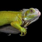 сонник черная ящерица значение и толкование