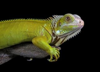 сонник черная ящерица значение и толкование