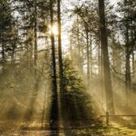 сонник сосновый лес значение и толкование снов