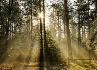 сонник сосновый лес значение и толкование снов