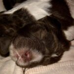 сонник укусил кролик значение и толкование