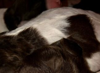 сонник укусил кролик значение и толкование