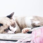 сонник раненый кот значение и толкование