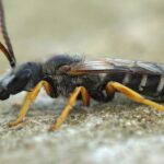 сон насекомых и их большие размеры