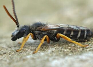 сон насекомых и их большие размеры