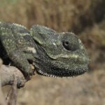 2003 год какого животного по восточному календарю