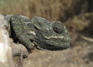 2003 год какого животного по восточному календарю