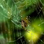 приснился зеленый паук значение и толкование