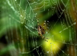 приснился зеленый паук значение и толкование