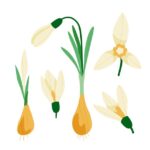 значение цветка нарцисса в культуре и символике