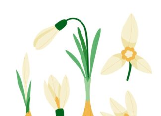 значение цветка нарцисса в культуре и символике