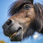 сонник лошади красивые значение и толкование