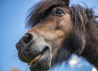сонник лошади красивые значение и толкование