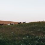 концовка скотного двора анализ и смысл