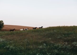 концовка скотного двора анализ и смысл