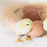 сонник вылупился цыпленок значение и толкование