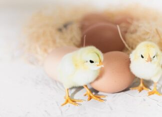 сонник вылупился цыпленок значение и толкование